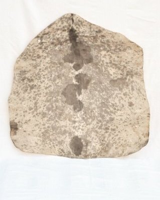 Geflecktes weißes Djembe Ziegenfell Sahel dickes