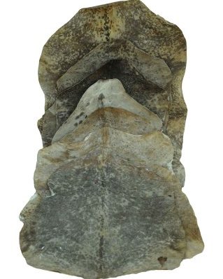 Paket 10 deklassierte rasierte Sahel Djembe Ziegenfelle