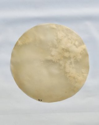 Dickes Djembe Pferdefell ohne Haaren]Thick djembe horse skin without hair M