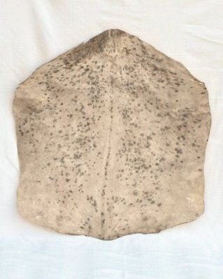 Geflecktes weißes Djembe Ziegenfell Sahel dünnes
